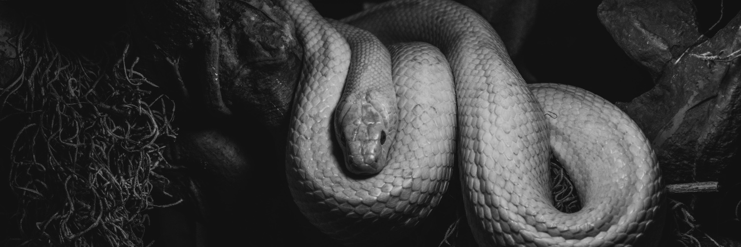 Alexander Cheves banner