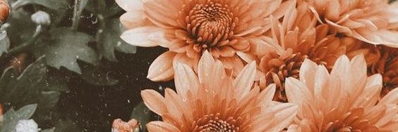 PalandriPaz's profile banner image