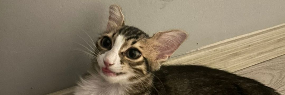ozzkusake's profile banner image