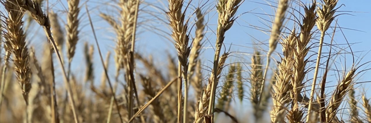 Paramvir cheema banner