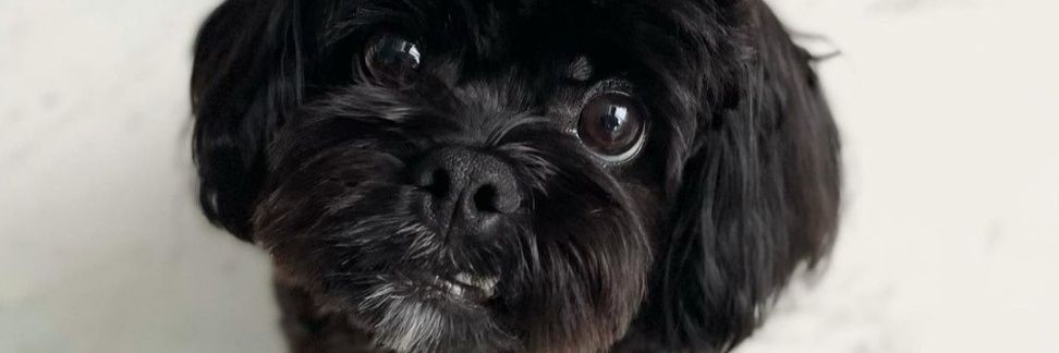 TheEvilStranger banner