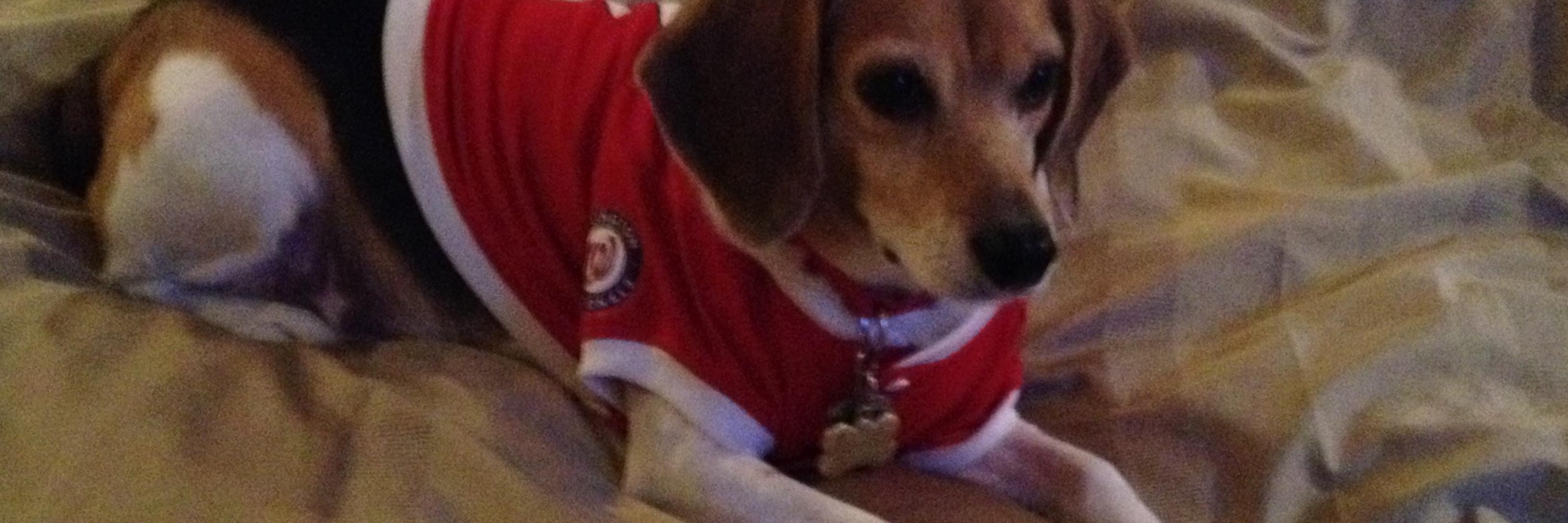 NemoTheBeagle's profile banner image