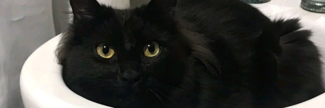 EmiMerlo's profile banner image