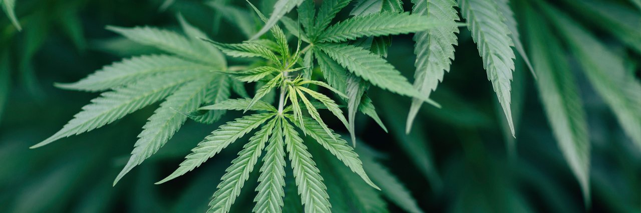 NYS Office of Cannabis Management's banner