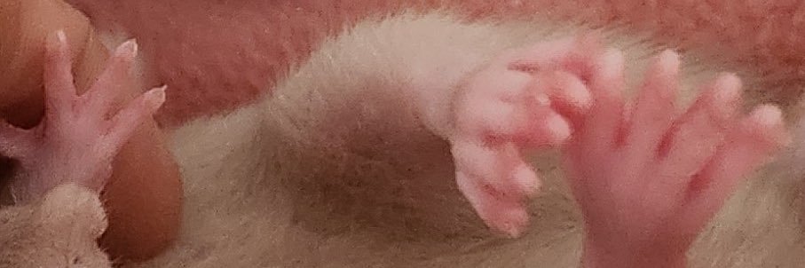 🐶's banner