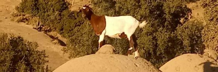 Christian Vidal banner