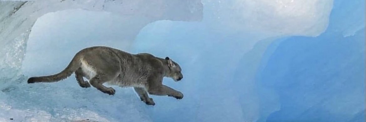 colloidal scientist banner