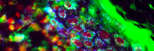 werthlab Profile Banner