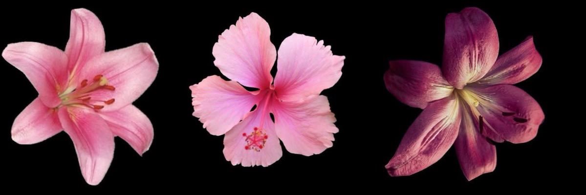 cathepft's profile banner image
