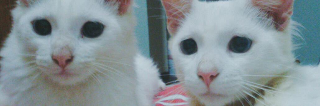 ari_asi's profile banner image