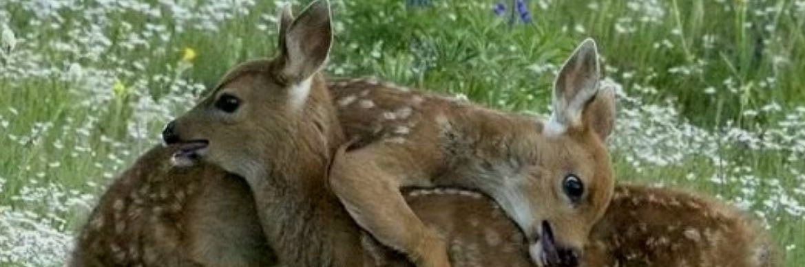 Türk Gurbetçi Futbolcu Performansları banner