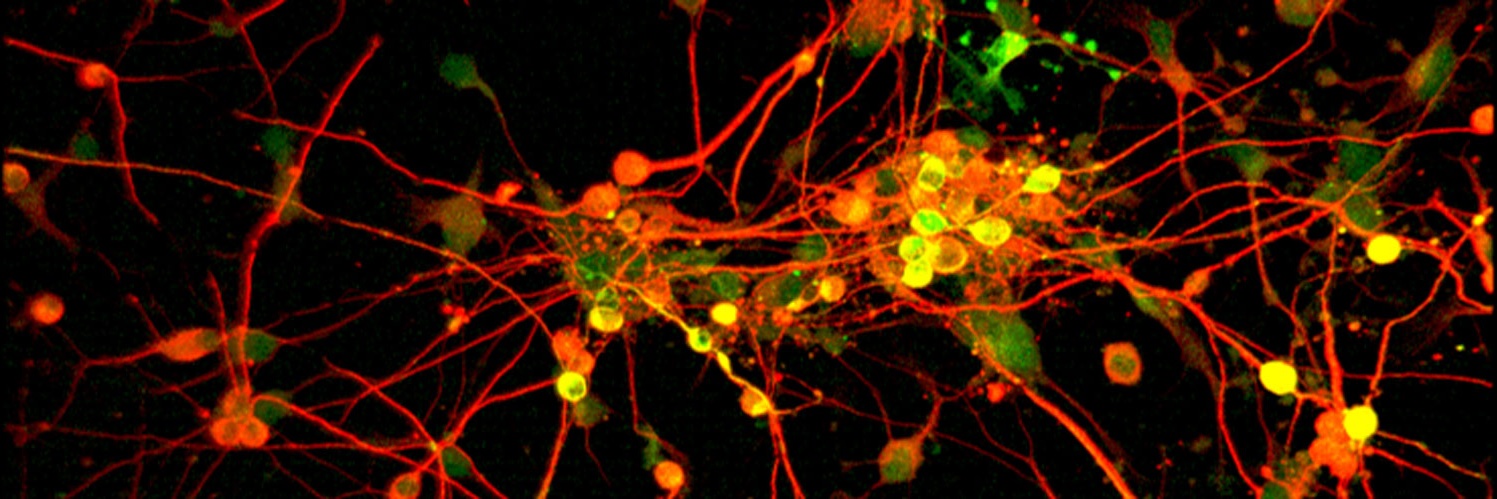 Science Signaling banner