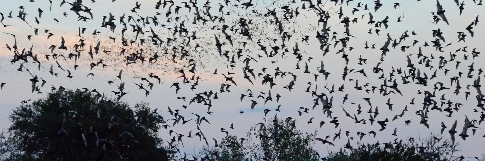 🦇 Al Lucard 🦇 banner