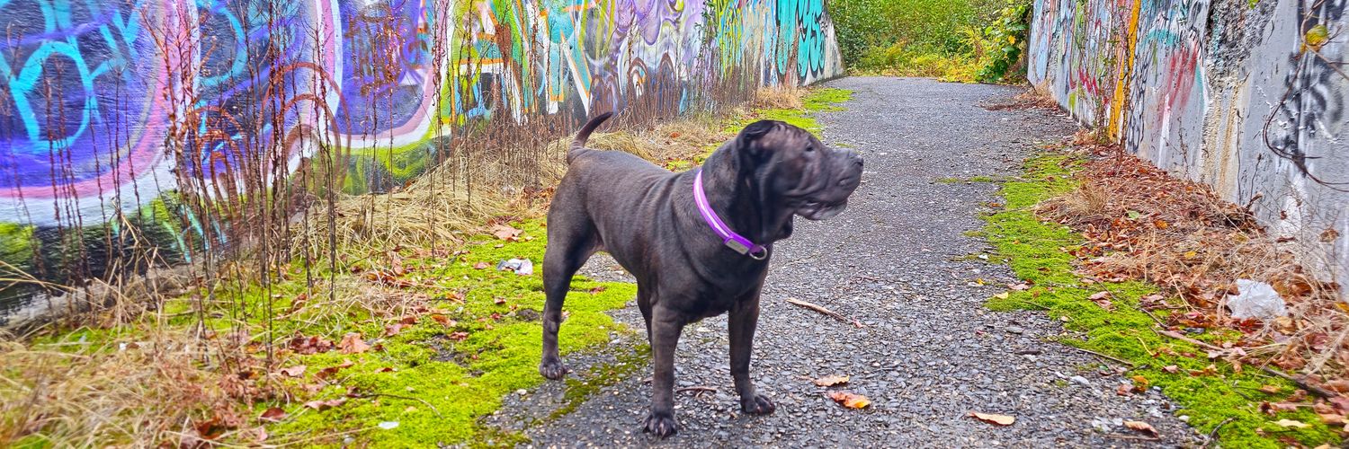 Greg Forrister banner