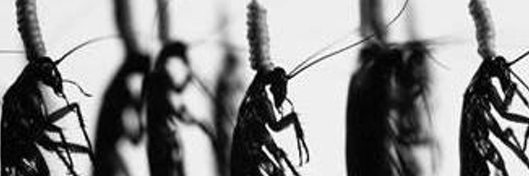 pela069's profile banner image