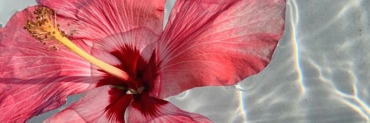 DanethIbarra's profile banner image