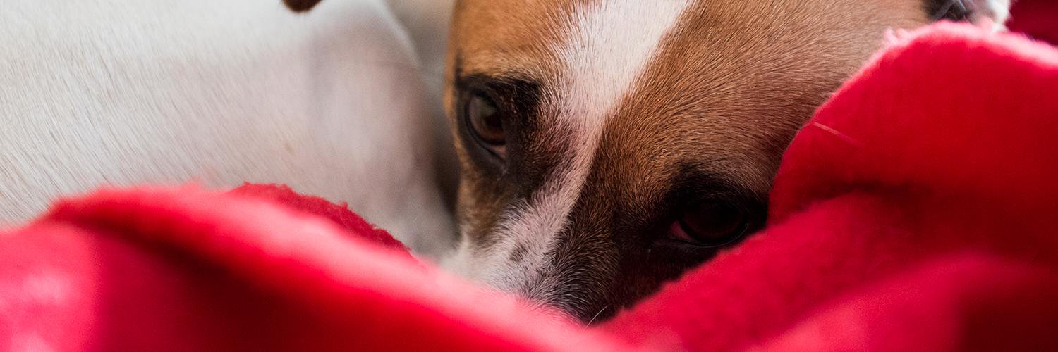 MiloJackRussell's profile banner image