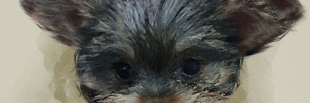 yzhma's profile banner image