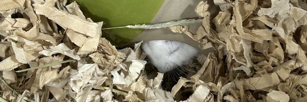 imya2005 Profile Banner