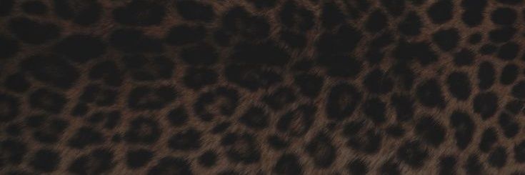 vantehunny's profile banner image