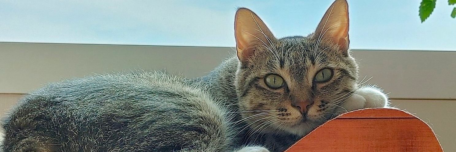 cat_chunsam's profile banner image