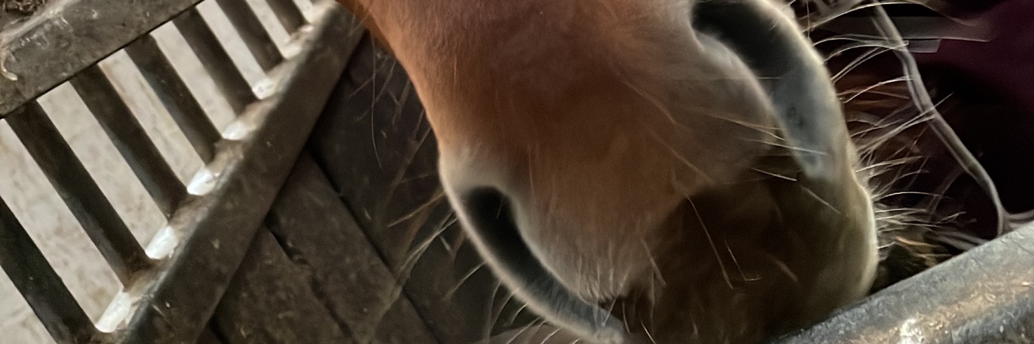 seebastien_'s profile banner image