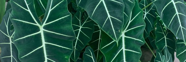 sheabutterfemme Profile Banner