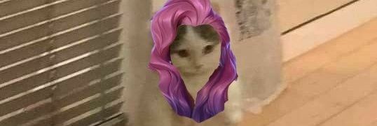 mariscotelol's profile banner image