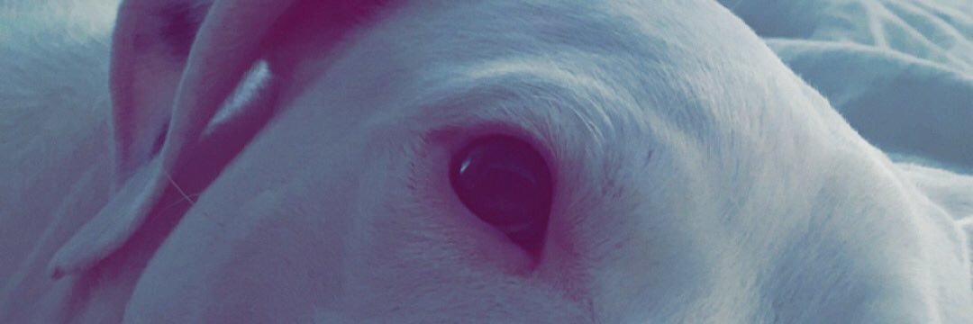 Shylahhh's profile banner image