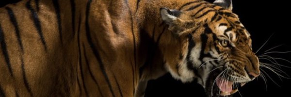 ChristineWambo7 Profile Banner