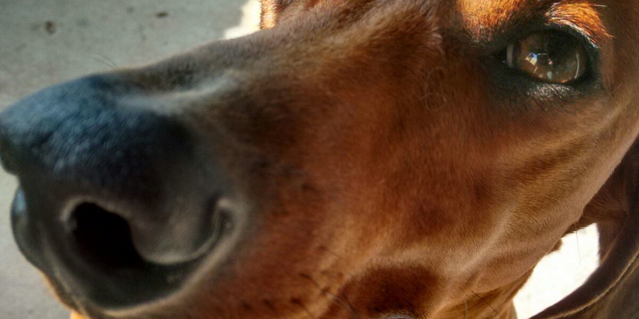 CandelaHoisl's profile banner image