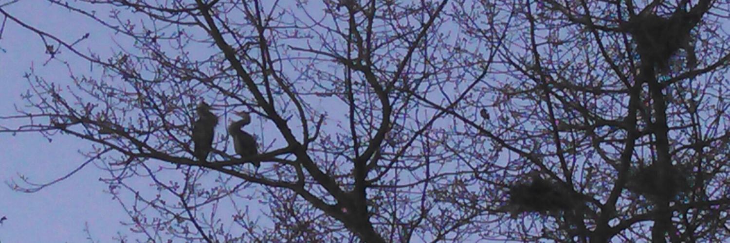 myerstwhile's profile banner image