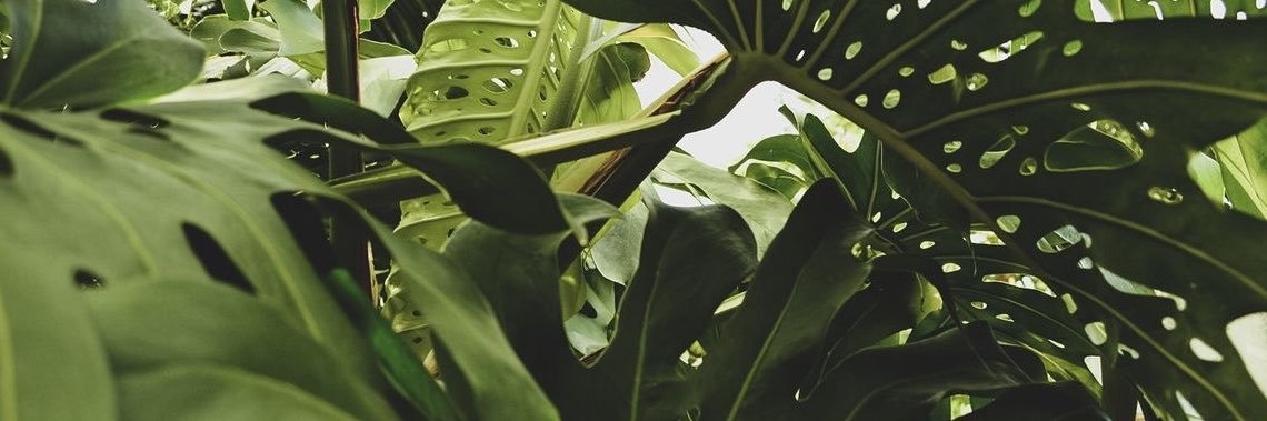 WingoWangoX's profile banner image