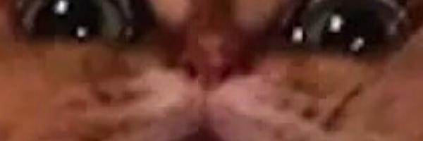 silviewalks Profile Banner