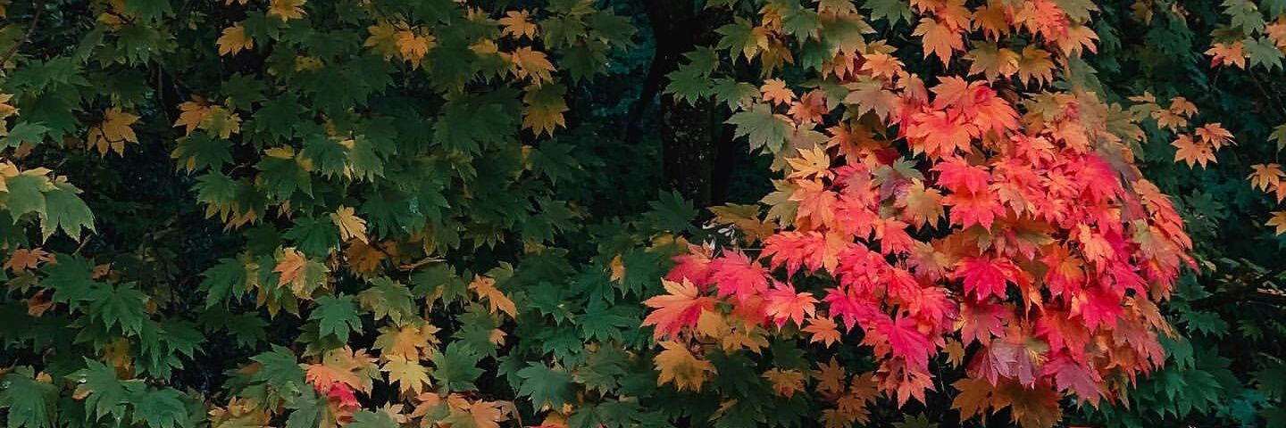 IreneVGamazo's profile banner image