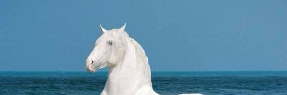 Carlos Lopez L banner