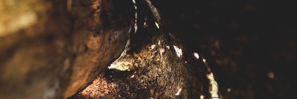 utt_david's profile banner image