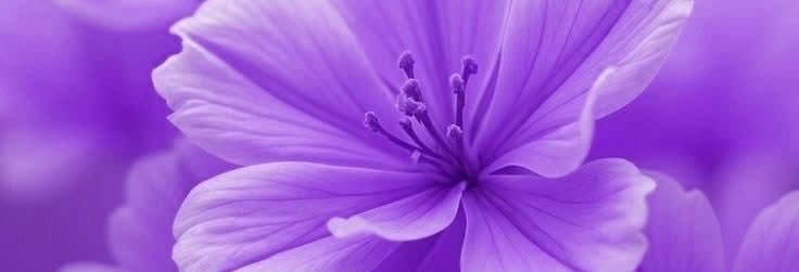 bieber_angeli's profile banner image