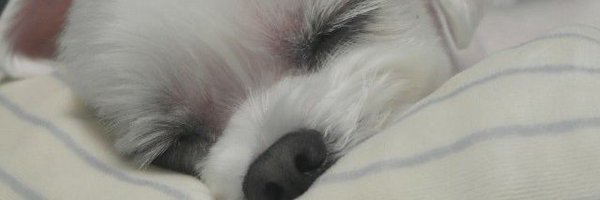 cheesetrpg Profile Banner