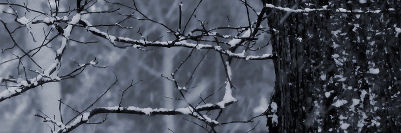 TheWingedPlant's profile banner image