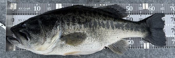shinobass1 Profile Banner