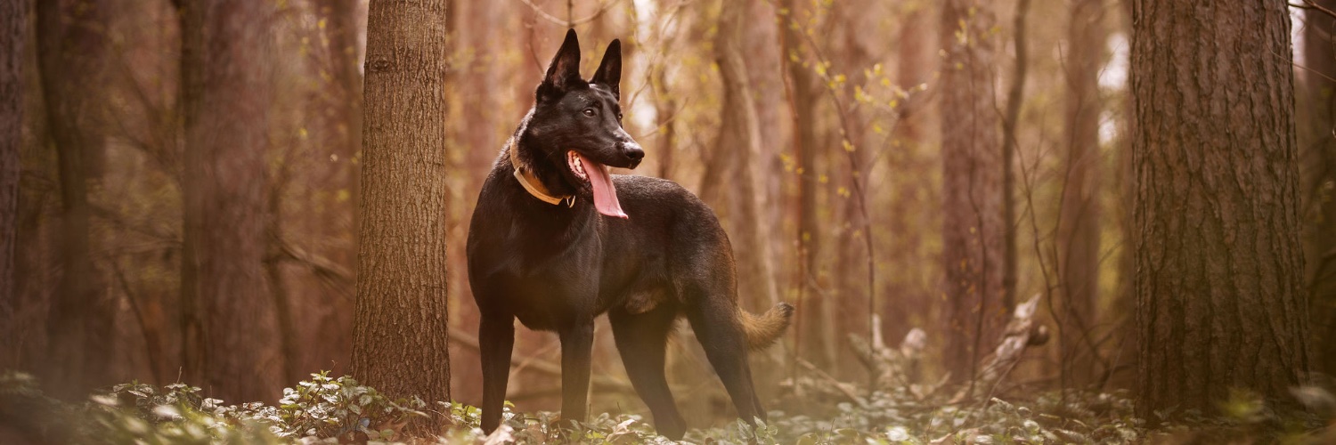 West Michigan K9 banner