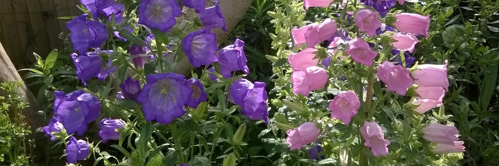 toothbush's profile banner image