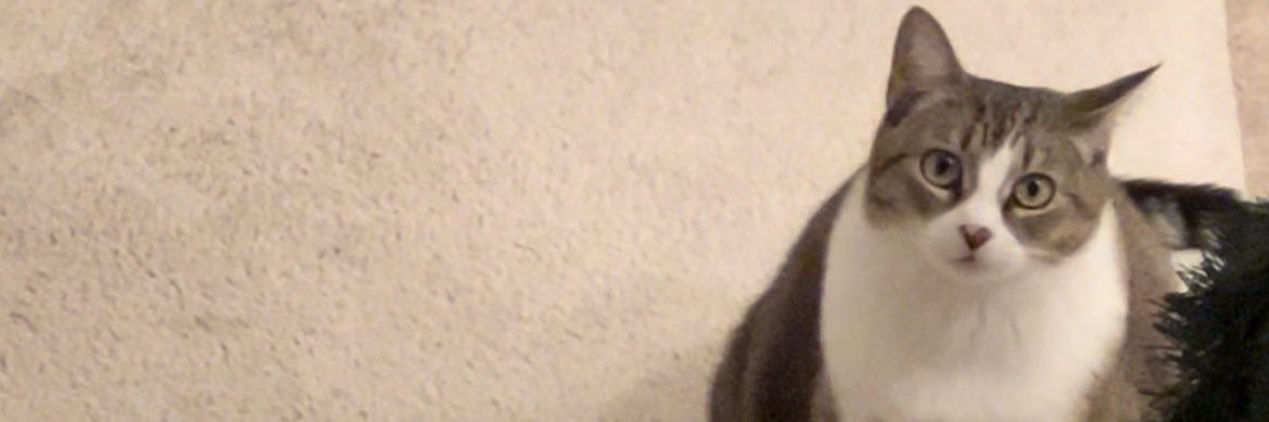 _Arianaa17's profile banner image