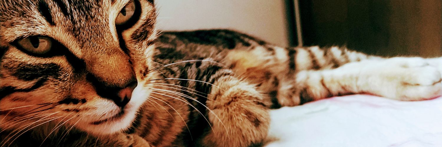 2boleu2's profile banner image