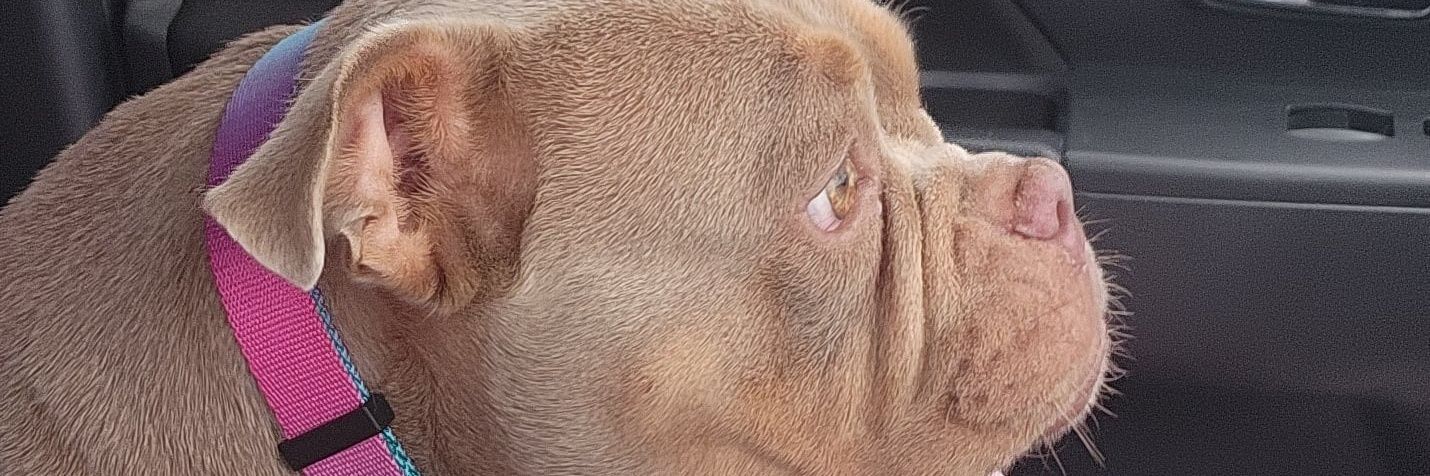 plusmodelcesiah's profile banner image