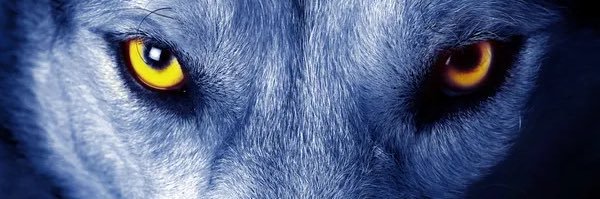 👀 Loba banner