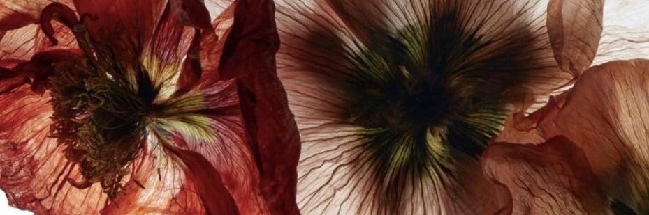 Rebeweli28's profile banner image