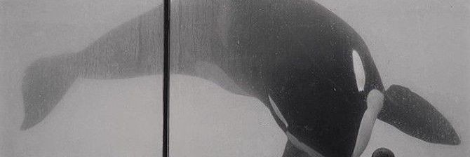 joestarvam's profile banner image
