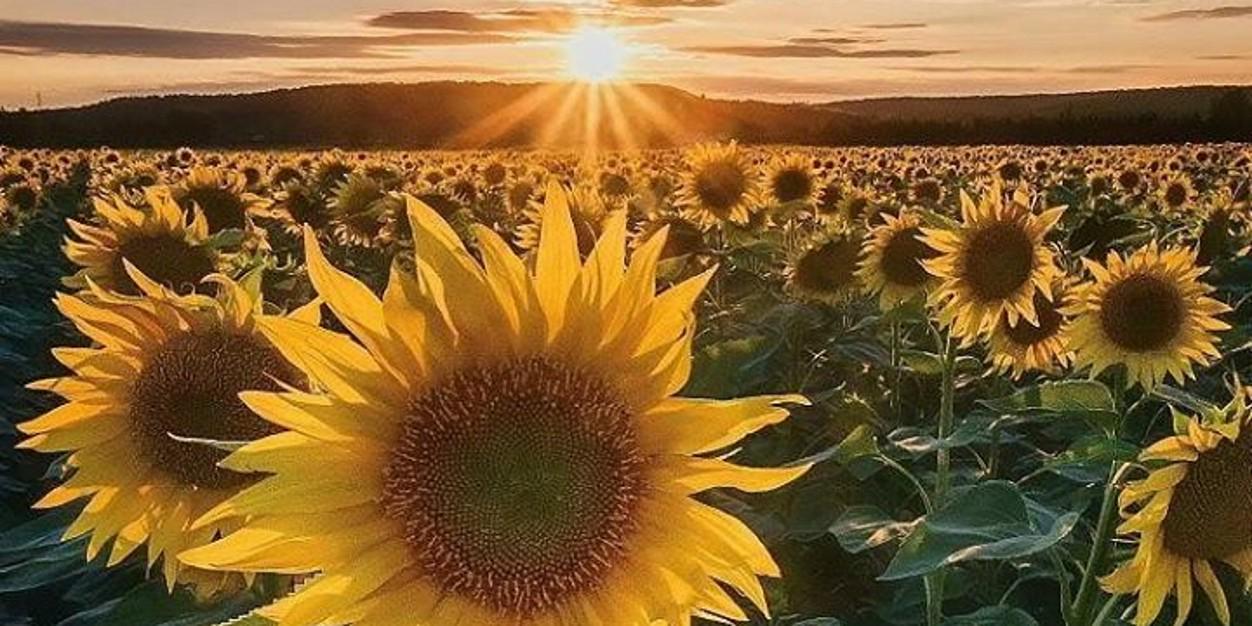 amit_anasane's profile banner image